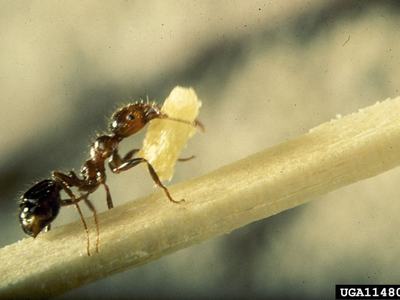 An ant carrying a small piece of food as it walks along the stem of a green plant.