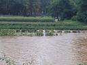 Flooded field with sunflowers partially submerged by brown floodwater