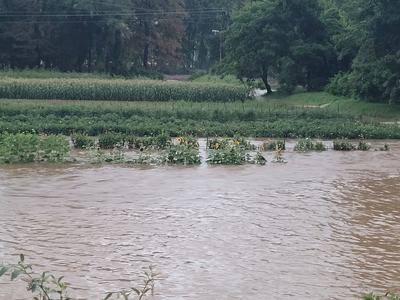 Flooded field with sunflowers partially submerged by brown floodwater