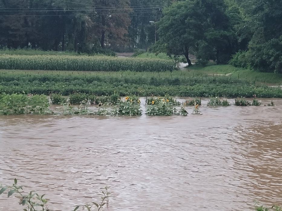 Flood waters affecting a garden.