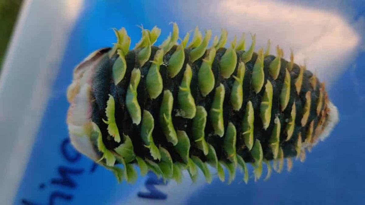 Growers collect Fraser fir cones by the bushel in late August and early September. A bushel can yield up to 180,000 seeds.