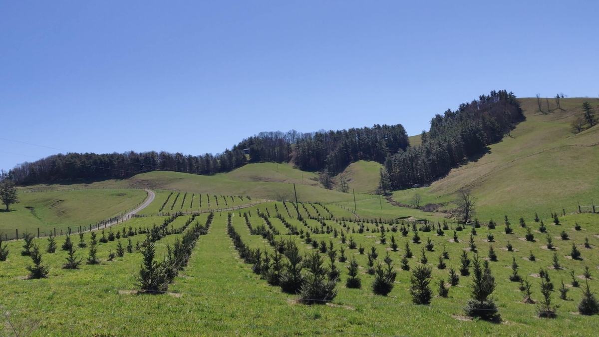 A field of young genetically-improved Fraser fir trees planted by NC State researchers at the Upper Mountain Research Station in Ashe County, North Carolina.