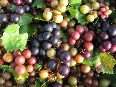 ripe grapes