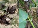 Examples of closed hardlocked bolls.