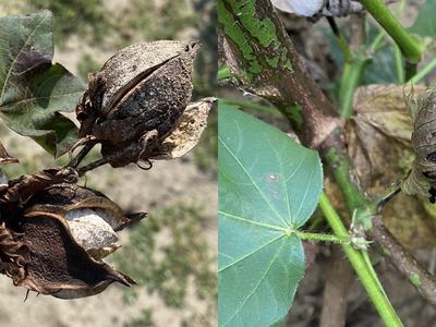 Examples of closed hardlocked bolls.