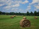 Round haybales in a field