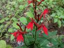 Red cardinalflower spikes with tubular red blooms and lance-shaped green leaves