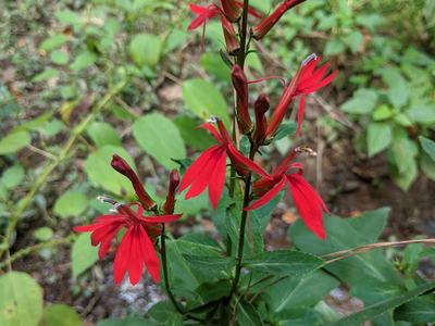 Red cardinalflower spikes with tubular red blooms and lance-shaped green leaves