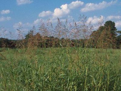 Tall grasses with seed heads in foreground of a field, trees and blue sky background.