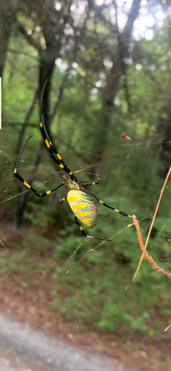 Joro spider North Carolina