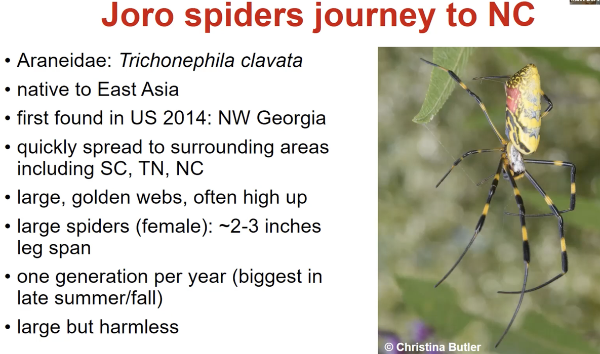 Joro spider North Carolina