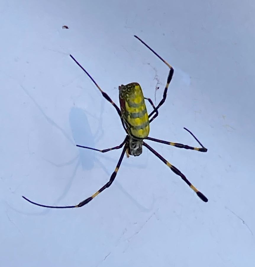 Joro Spider In North Carolina - Henderson County Center | N.C. Cooperative  Extension