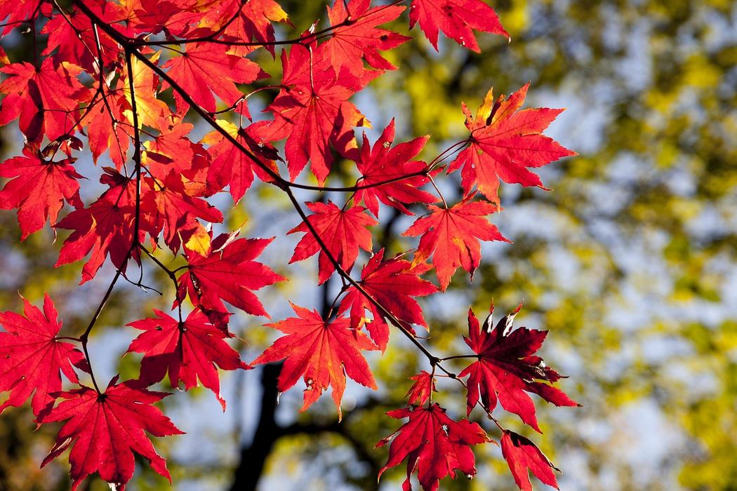 maple leaves; Image by HeungSoon from Pixabay