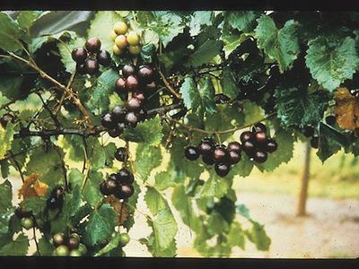 muscadine grapes growing on grapevine