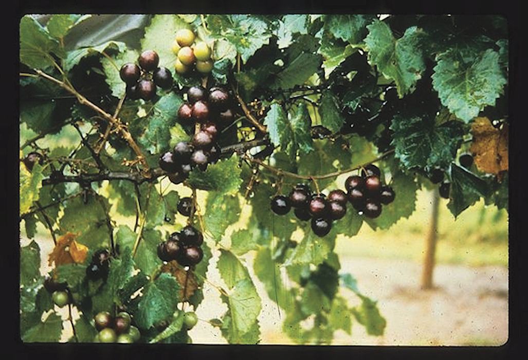 muscadine grapes growing on grapevine