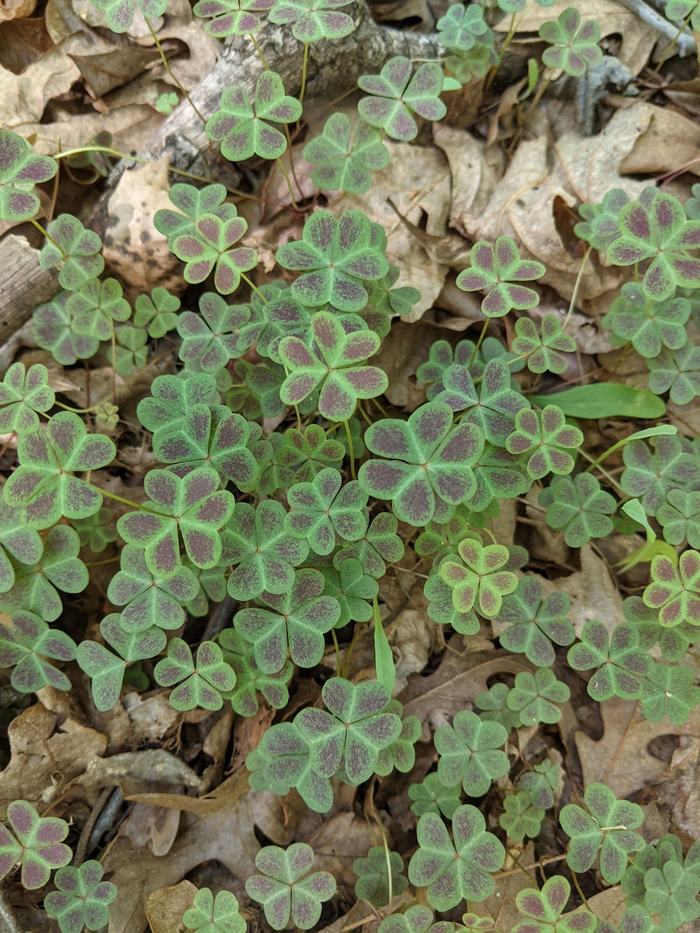 Green clover-like oxalis plants with purple centers growing on dry leaf litter