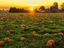 pumpkin field at sunset
