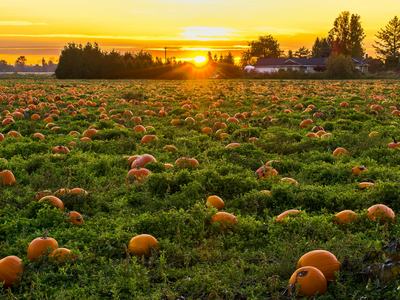 pumpkin field at sunset