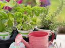 Pink watering can with gardening gloves, hand tools, and potted herbs on a table