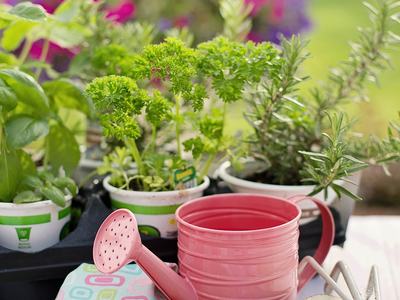 Pink watering can with gardening gloves, hand tools, and potted herbs on a table