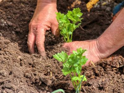 planting