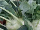 Rutabaga in the ground