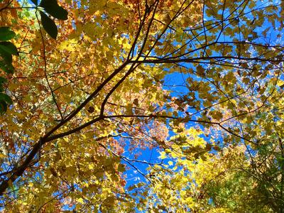 Canopy of yellow and orange autumn maple leaves against a blue sky