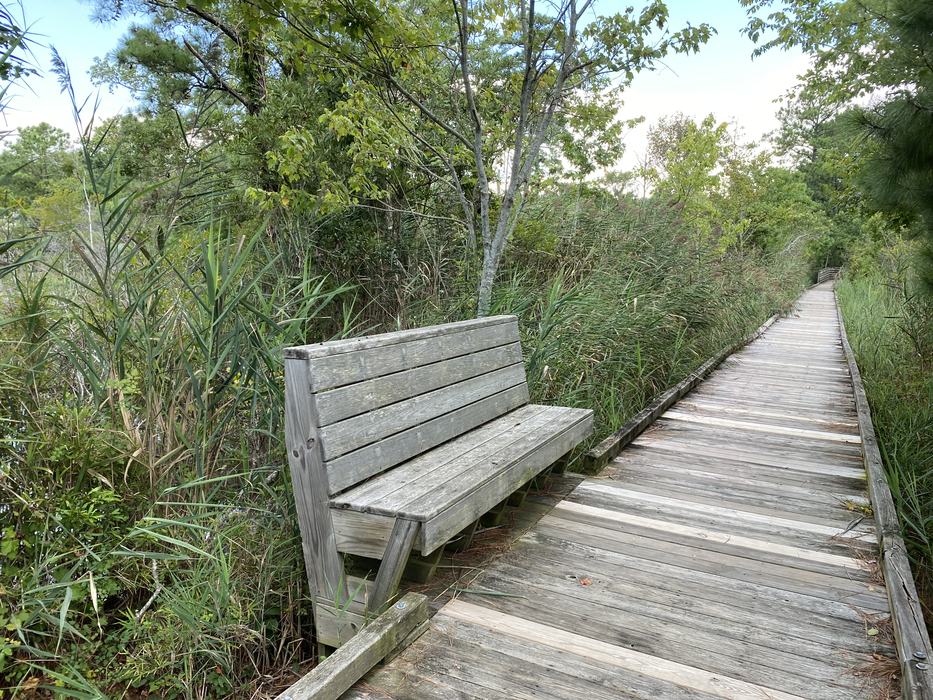 A bench along a boardwalk for resting.