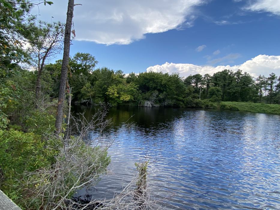 Woods along a salt water sound.