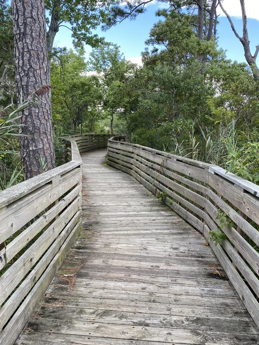 A wooden boardwalk through the woods.