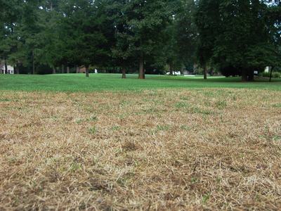 A lawn with significant browning and damage caused by fall armyworms, with healthy green grass visible in the background.