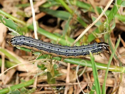 Fall Armyworms in grass