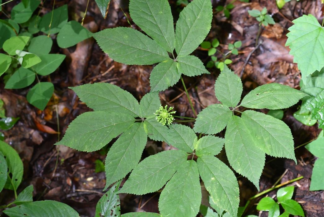 Conserving Ginseng and Culturally Significant Plants - Buncombe County  Center | N.C. Cooperative Extension