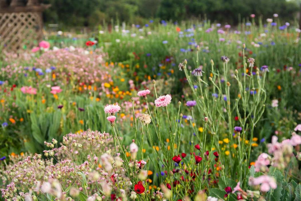 Wildflowers in a garden.