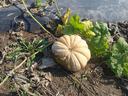 Pale ribbed pumpkin on bare soil surrounded by vine leaves