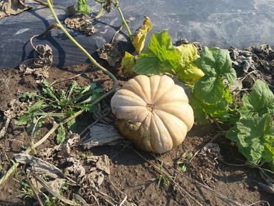 Pale ribbed pumpkin on bare soil surrounded by vine leaves