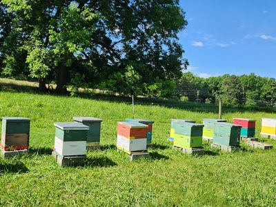 Hives lined up along a hillside.