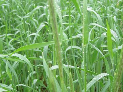 Cereal Rye