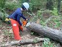 Person wearing hard hat and chaps using a chainsaw to cut a fallen tree in forest