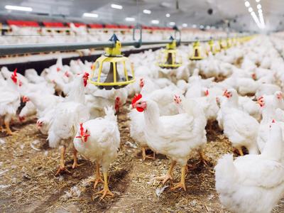 chickens in chicken house