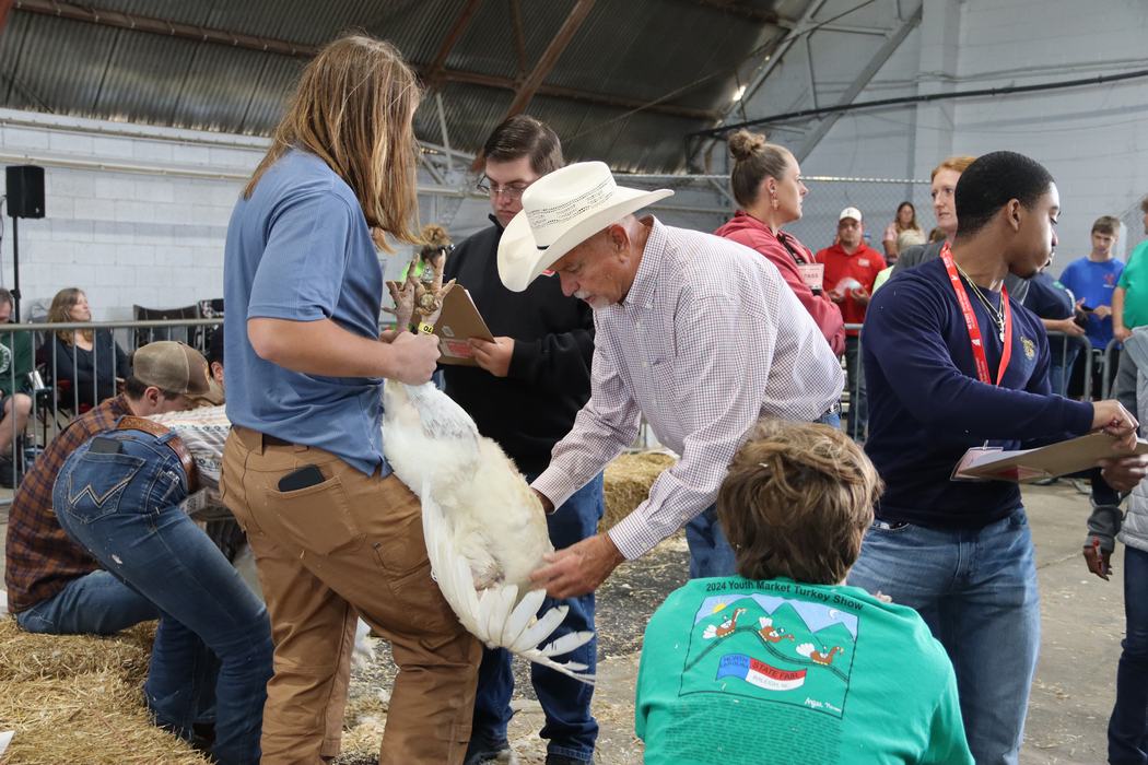 judging turkeys