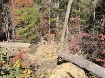Uprooted tree with exposed root ball lying across forest floor amid autumn trees