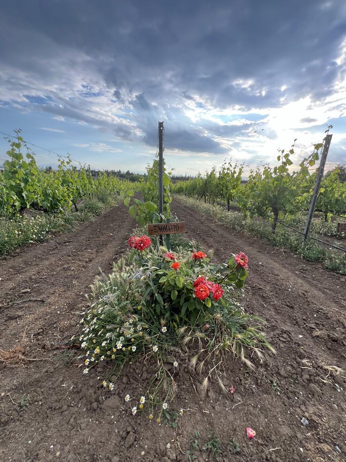 Vineyard rows with red roses and daisies at a row end by a post with sign reading "ENOMAYRO"
