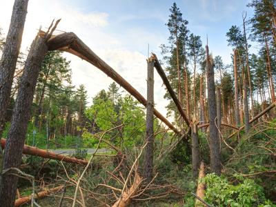 A forest full of damaged trees after a strong hurricane has passed through.
