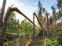 A forest full of damaged trees after a strong hurricane has passed through.