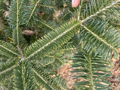 Rust mite damage on Canaan