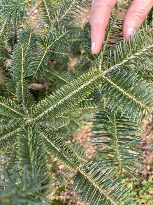 Rust mite damage on Canaan