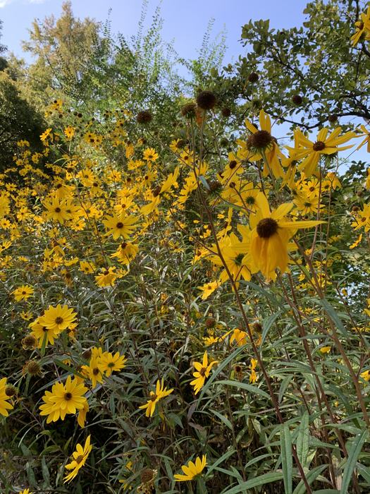 Discovery Gardens Image