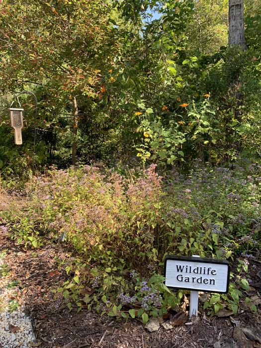 Wildlife Garden