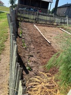 Luffa seedlings along fence line